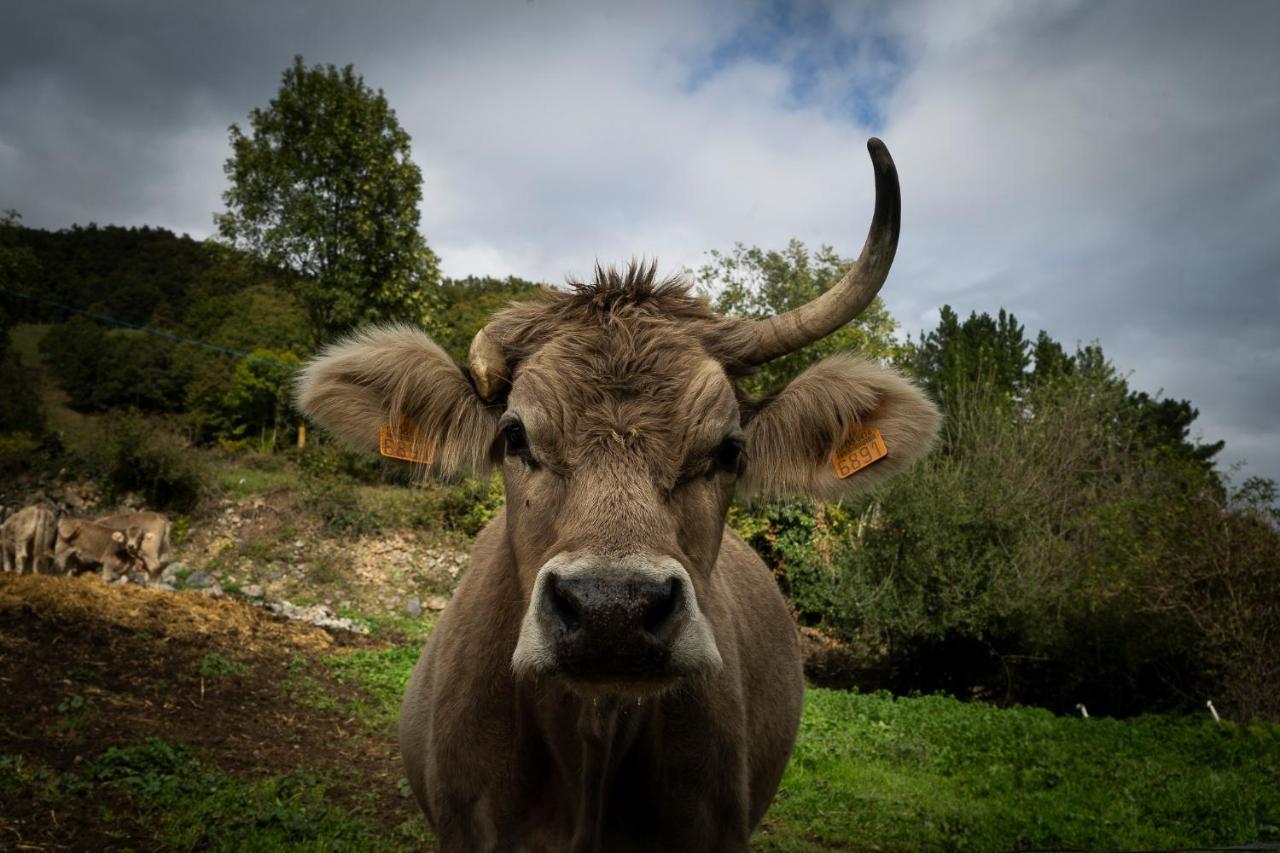 Picos De Europa Appartamento